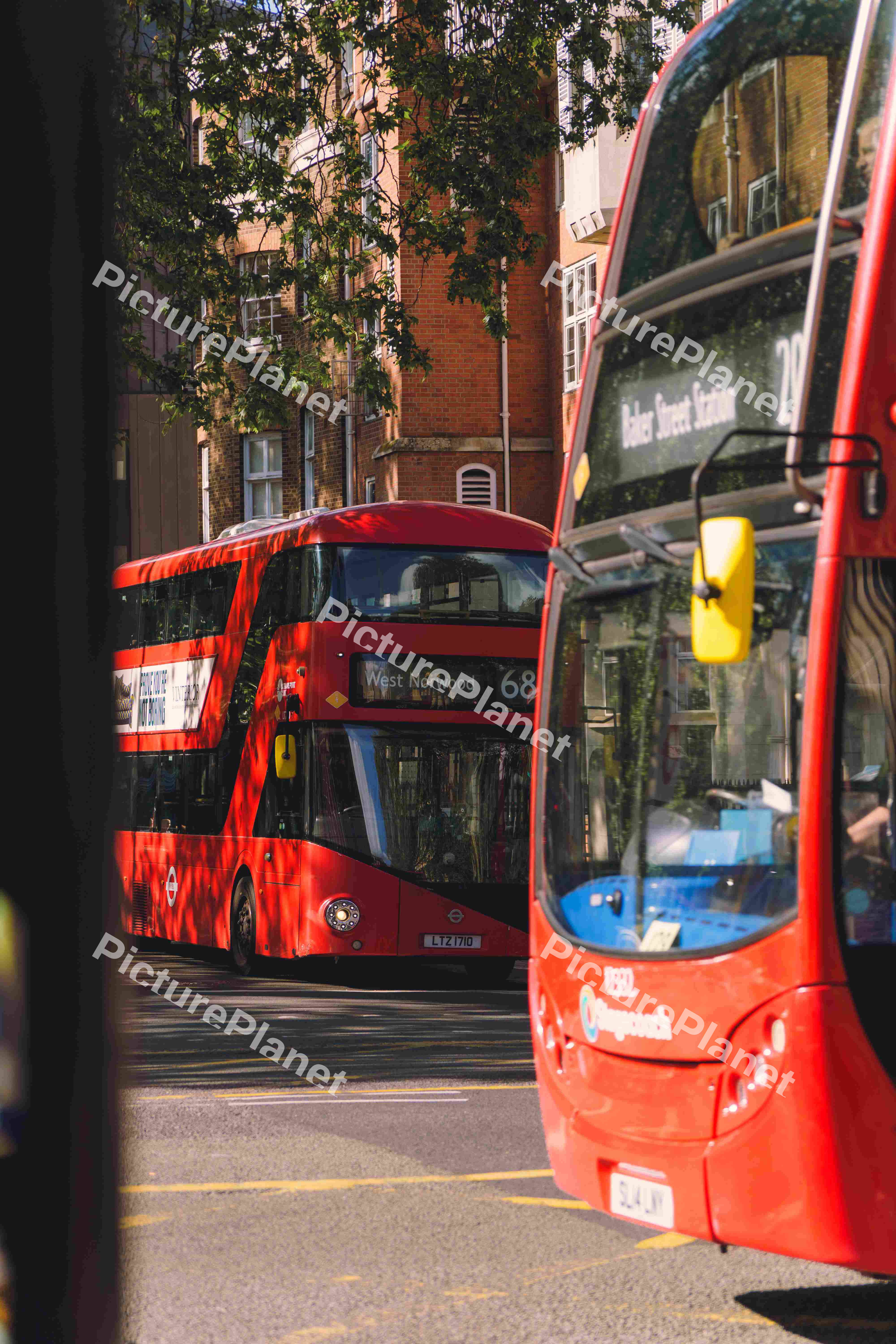 Two Red Buses